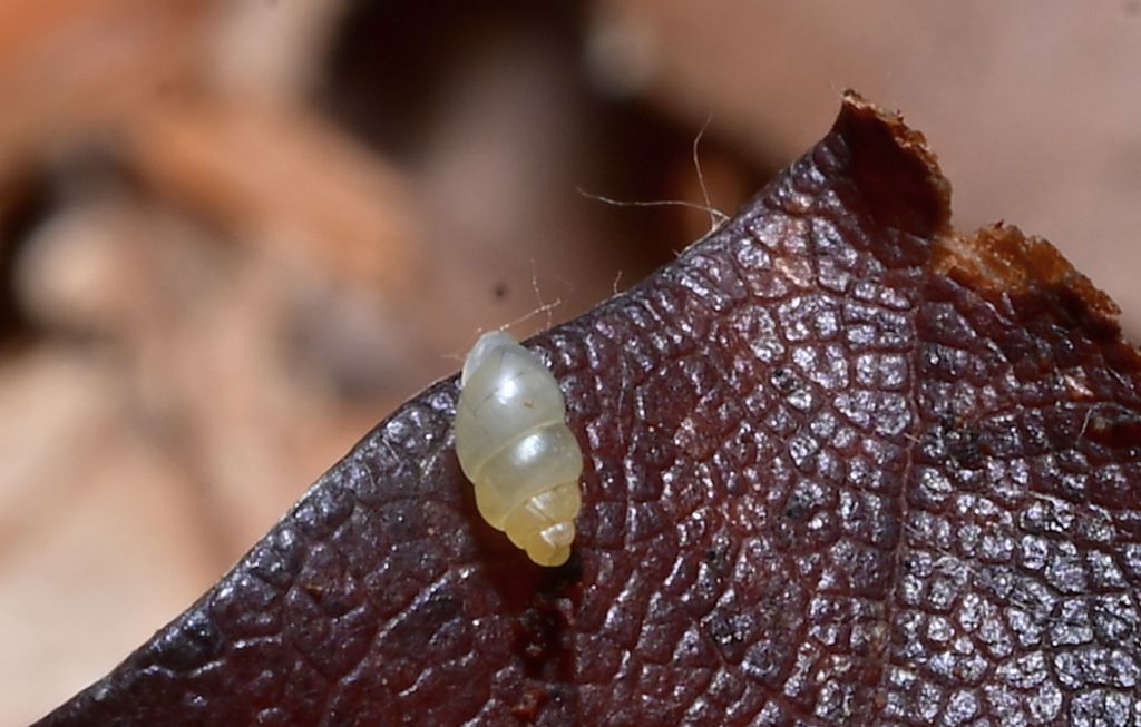 Carychium tridentatum